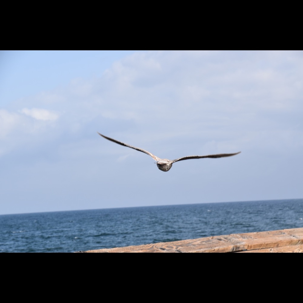 Meet your Posher, Adriana